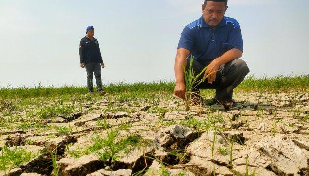 Area Sawah Seluas 111 Hektare di Bandung Barat Alami Kekeringan